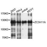 Western Blot - Anti-ZC3H11A Antibody (A10044) - Antibodies.com