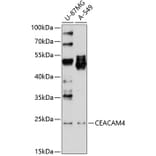 Western Blot - Anti-pan CEACAM Antibody (A8515) - Antibodies.com