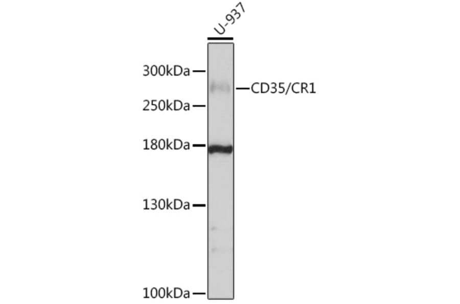 Western Blot - Anti-CD35 Antibody (A8516) - Antibodies.com