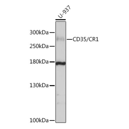 Western Blot - Anti-CD35 Antibody (A8516) - Antibodies.com