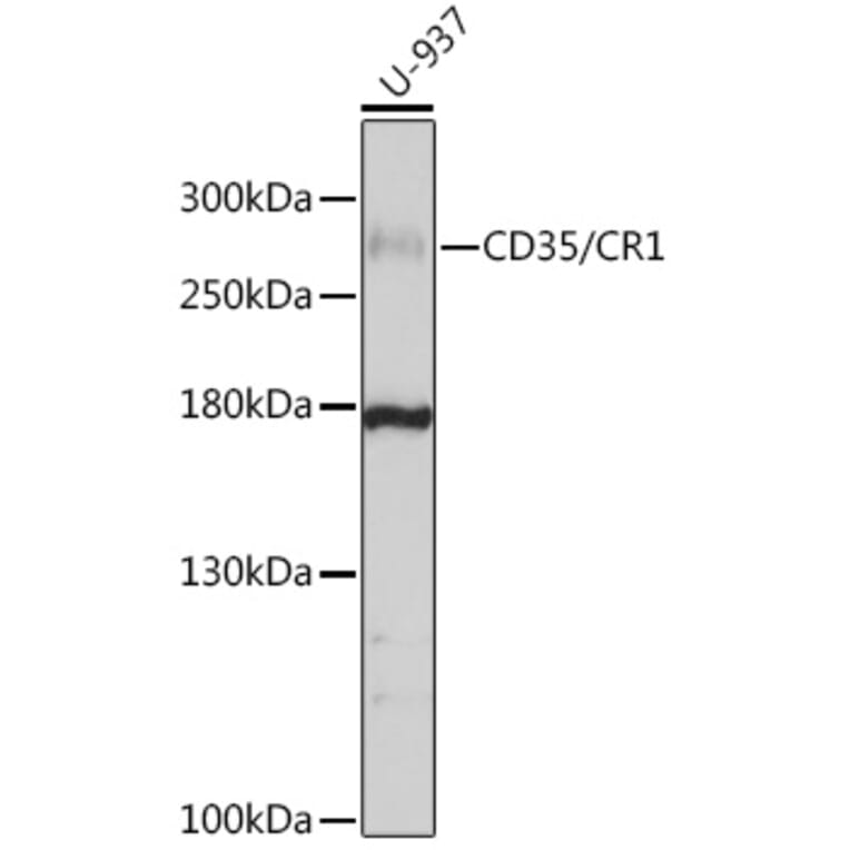 Western Blot - Anti-CD35 Antibody (A8516) - Antibodies.com