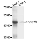 Western Blot - Anti-FCGR2C Antibody (A10062) - Antibodies.com