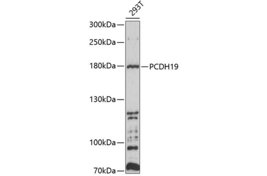 Western Blot - Anti-PCDH19 Antibody (A8519) - Antibodies.com