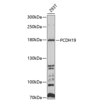 Western Blot - Anti-PCDH19 Antibody (A8519) - Antibodies.com