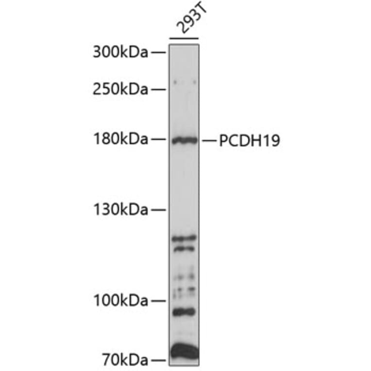 Western Blot - Anti-PCDH19 Antibody (A8519) - Antibodies.com