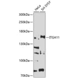 Western Blot - Anti-ITGA11 Antibody (A8521) - Antibodies.com