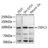 Western Blot - Anti-TRPC5 Antibody (A8522) - Antibodies.com