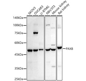 Western Blot - Anti-PAX8 Antibody (A8523) - Antibodies.com