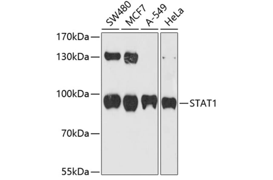 Western Blot - Anti-STAT1 Antibody (A10100) - Antibodies.com