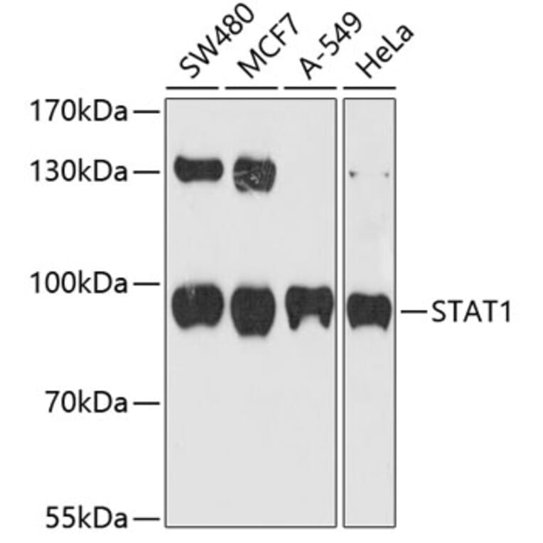 Western Blot - Anti-STAT1 Antibody (A10100) - Antibodies.com