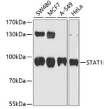 Western Blot - Anti-STAT1 Antibody (A10100) - Antibodies.com