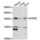 Western Blot - Anti-NFRKB Antibody (A10124) - Antibodies.com