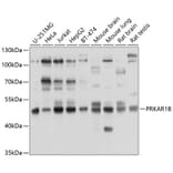 Western Blot - Anti-PRKAR1B Antibody (A8531) - Antibodies.com