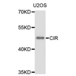 Western Blot - Anti-CIR1 Antibody (A10133) - Antibodies.com