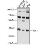 Western Blot - Anti-TRIB1 Antibody (A8534) - Antibodies.com