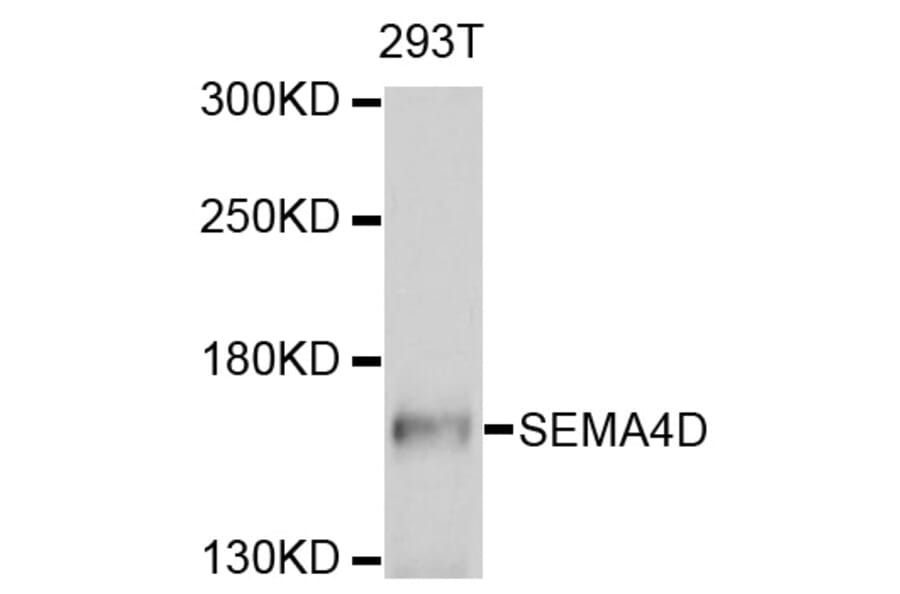 Western Blot - Anti-SEMA4D Antibody (A10136) - Antibodies.com