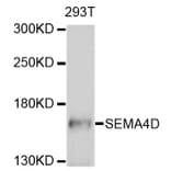 Western Blot - Anti-SEMA4D Antibody (A10136) - Antibodies.com