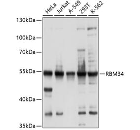 Western Blot - Anti-RBM34 Antibody (A8536) - Antibodies.com