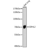 Western Blot - Anti-GRHL2 Antibody (A8539) - Antibodies.com