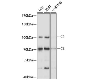 Western Blot - Anti-C2 Antibody (A8546) - Antibodies.com