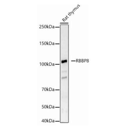 Western Blot - Anti-CtIP Antibody (A8550) - Antibodies.com