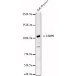 Western Blot - Anti-CtIP Antibody (A8550) - Antibodies.com