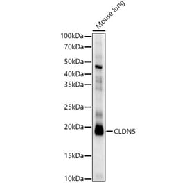Western Blot - Anti-Claudin 5 Antibody (A8552) - Antibodies.com
