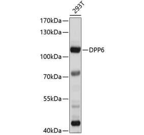Western Blot - Anti-DPP6 Antibody (A8553) - Antibodies.com