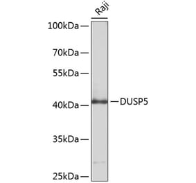 Western Blot - Anti-DUSP5 Antibody (A8555) - Antibodies.com