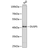 Western Blot - Anti-DUSP5 Antibody (A8555) - Antibodies.com