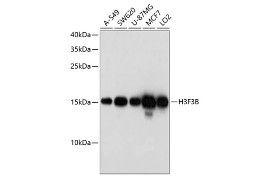 Western Blot - Anti-Histone H3.3 Antibody (A8556) - Antibodies.com