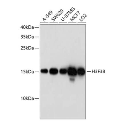Western Blot - Anti-Histone H3.3 Antibody (A8556) - Antibodies.com