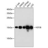 Western Blot - Anti-Histone H3.3 Antibody (A8556) - Antibodies.com