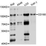 Western Blot - Anti-CD180 Antibody (A10226) - Antibodies.com