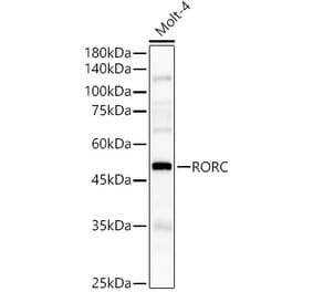 Western Blot - Anti-ROR gamma Antibody (A8559) - Antibodies.com