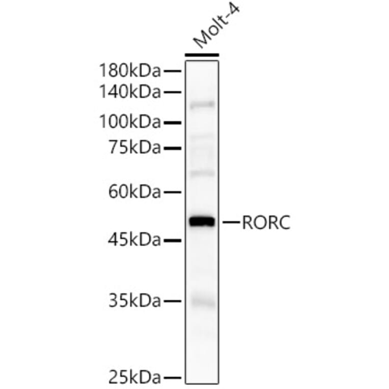 Western Blot - Anti-ROR gamma Antibody (A8559) - Antibodies.com