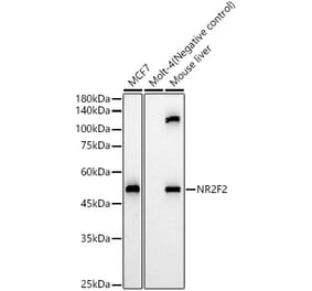Western Blot - Anti-NR2F2 Antibody (A8562) - Antibodies.com