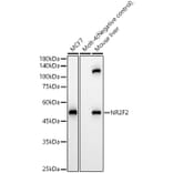 Western Blot - Anti-NR2F2 Antibody (A8562) - Antibodies.com