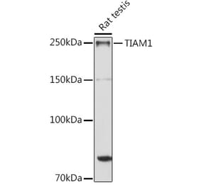 Western Blot - Anti-TIAM1 Antibody (A8563) - Antibodies.com