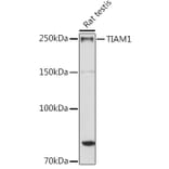Western Blot - Anti-TIAM1 Antibody (A8563) - Antibodies.com