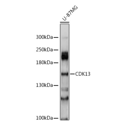 Western Blot - Anti-CDK13 Antibody (A8565) - Antibodies.com