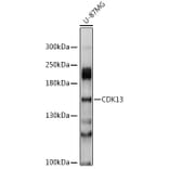 Western Blot - Anti-CDK13 Antibody (A8565) - Antibodies.com