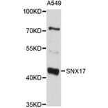 Western Blot - Anti-SNX17 Antibody (A10274) - Antibodies.com