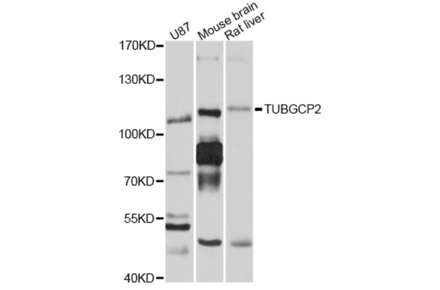 Western Blot - Anti-TUBGCP2 Antibody (A10283) - Antibodies.com