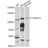 Western Blot - Anti-TUBGCP2 Antibody (A10283) - Antibodies.com