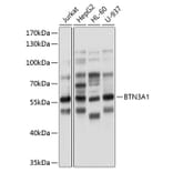 Western Blot - Anti-BTN3A1 Antibody (A8573) - Antibodies.com