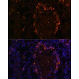 Immunofluorescence - Anti-BTN3A1 Antibody (A8573) - Antibodies.com