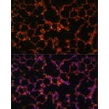 Immunofluorescence - Anti-BTN3A1 Antibody (A8573) - Antibodies.com