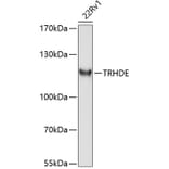 Western Blot - Anti-TRHDE Antibody (A8577) - Antibodies.com