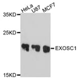 Western Blot - Anti-EXOSC1 Antibody (A10302) - Antibodies.com